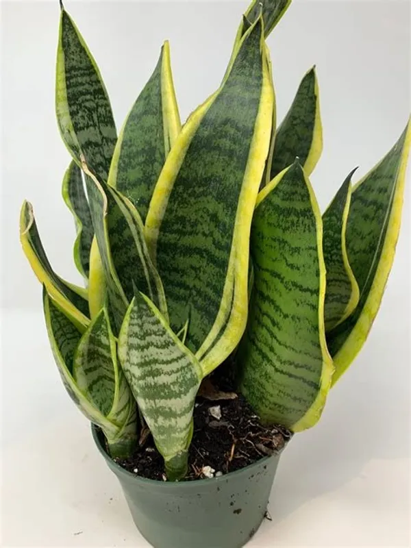 Sansevieria_Superba__Snake_Plant
